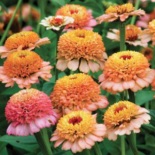 Zinderella Peach Zinnia Thumbnail